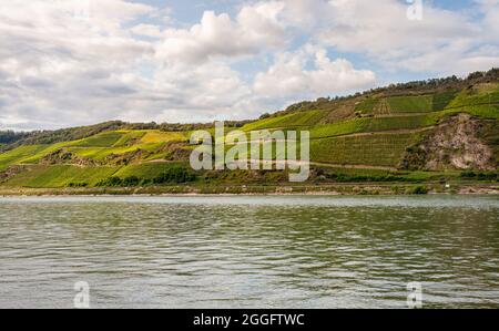 Weinberge des Bopparder Hamm Blick von Osterspai Stockfoto