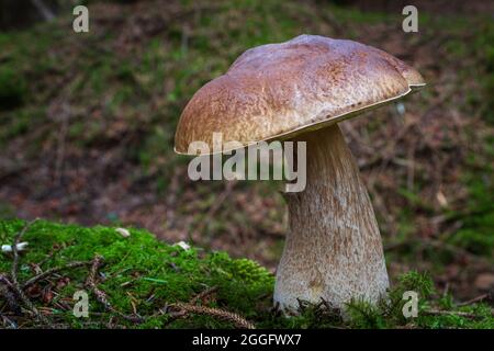 CEP aka Penny Bun oder Steinpilze, die wild auf dem Waldboden wachsen. Manchmal auch König der Pilze wegen ihres großartigen Geschmacks genannt. Stockfoto