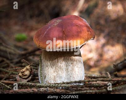CEP aka Penny Bun oder Steinpilze, die wild auf dem Waldboden wachsen. Manchmal auch König der Pilze wegen ihres großartigen Geschmacks genannt. Stockfoto