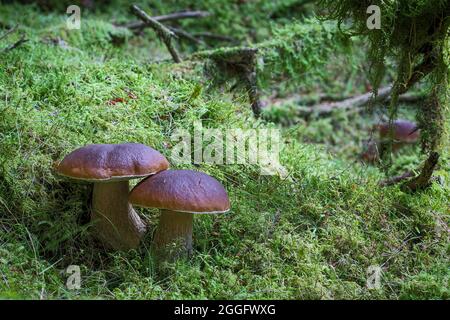 CEP aka Penny Bun oder Steinpilze, die wild auf dem Waldboden wachsen. Manchmal auch König der Pilze wegen ihres großartigen Geschmacks genannt. Stockfoto