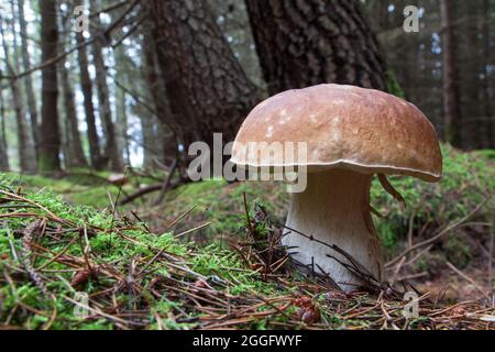 CEP aka Penny Bun oder Steinpilze, die wild auf dem Waldboden wachsen. Manchmal auch König der Pilze wegen ihres großartigen Geschmacks genannt. Stockfoto