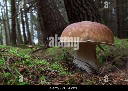CEP aka Penny Bun oder Steinpilze, die wild auf dem Waldboden wachsen. Manchmal auch König der Pilze wegen ihres großartigen Geschmacks genannt. Stockfoto