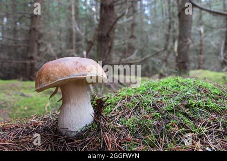 CEP aka Penny Bun oder Steinpilze, die wild auf dem Waldboden wachsen. Manchmal auch König der Pilze wegen ihres großartigen Geschmacks genannt. Stockfoto