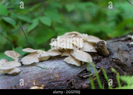 Waldpilze wachsen auf einem alten gefallenen Baum in einem Sommerwald. Hochwertige Fotos Stockfoto