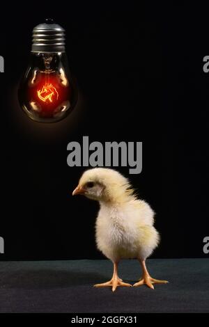 Niedliche Küken mit Glühbirne auf schwarzem Hintergrund Stockfoto