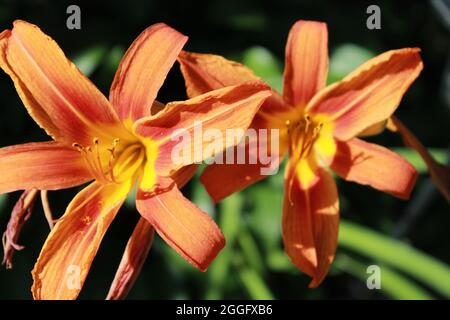 Schönheit in den kleinen Dingen, voll offene Blumen Stockfoto