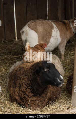 Huhn macht sich auf dem Rücken wohl. Eines Schafes. Lincoln, MA, USA Stockfoto