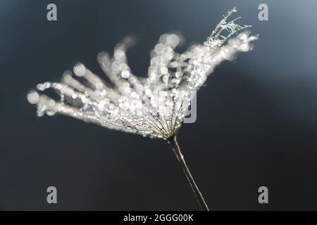 Makroaufnahme von Dandelion mit Wassertropfen darauf vor dunklem monochromen Hintergrund. Leben in Harmonie. Stockfoto