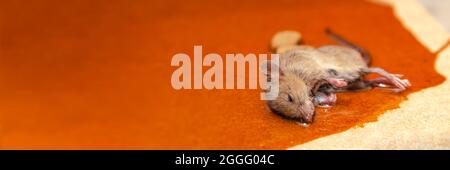 Eine Maus oder Ratte wird in einer Kleberfalle mit Cookies als Köder gefangen. Klebstoff zum Fangen von Nagetieren oder kleinen Schädlingen Stockfoto