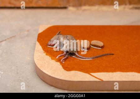 Eine Maus oder Ratte wird in einer Kleberfalle mit Cookies als Köder gefangen. Klebstoff zum Fangen von Nagetieren oder kleinen Schädlingen Stockfoto