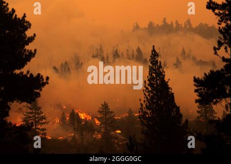 Stateline, NV, USA. August 2021. Bäume brennen entlang des Ostrückens entlang des Highway 89 während des Caldor-Feuers am Montag, den 30. August 2021 im El Dorado County. (Bild: © Paul Kitagaki Jr./ZUMA Press Wire) Stockfoto