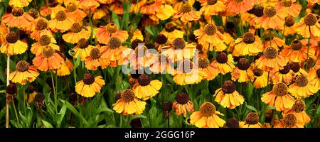 Ein Drift von Bronzeblütenköpfen von Helenium Waltraut. Stockfoto