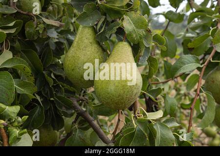 Zwei reife Birnen, die vor grünem Laub am Ast hängen, Früchte im Garten, Seitenansicht, Nahaufnahme Stockfoto