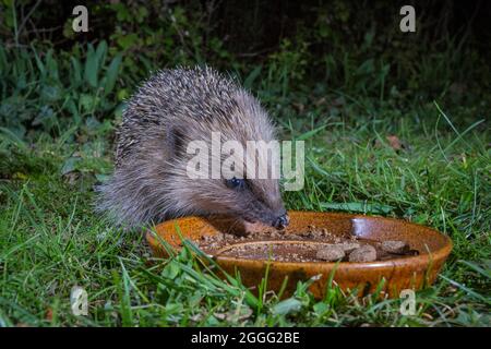 Europäischer Igel (Erinaceus europaeus), der sich nachts im Garten von Igelfutter ernährt, Cambridgeshire, England Stockfoto