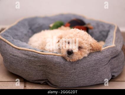 Beige Pudel Welpen schlafen in seinem grauen Bett. Horizontal Stockfoto