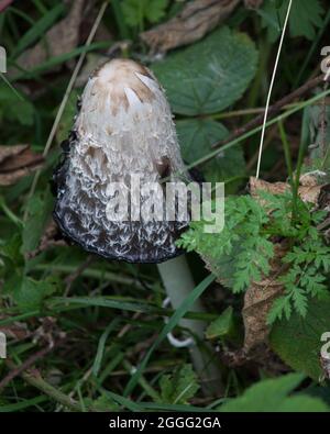 Shaggy Tintenkappe Pilz Toadstool Pilz Stockfoto