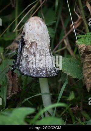 Shaggy Tintenkappe Pilz Toadstool Pilz Stockfoto