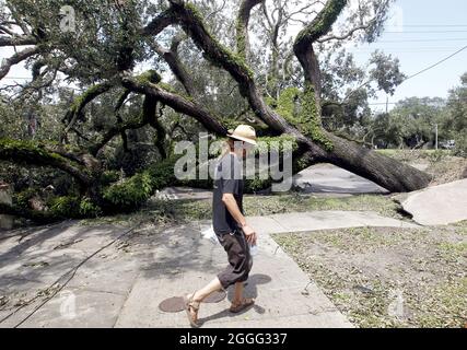 New Orleans, Usa. August 2021. Ein Mann geht an einer riesigen lebenden Eiche vorbei, die während des Hurkans Ida am Dienstag, den 31. August 2021, in der Gegend von Mid-City in New Orleans niedergeblasen wurde. Foto von AJ Sisco/UPI Credit: UPI/Alamy Live News Stockfoto