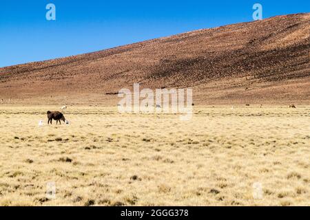 Herde von Lamas (Alpakas) im Gebiet Aguanapampa bei bolivianischem Altiplano Stockfoto