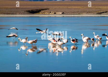 Im Laguna Collpa See im Reserva Nacional de Fauna Andina Eduardo Avaroa Schutzgebiet, Bolivien, leben viele Flamingos Stockfoto