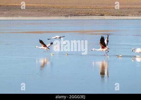 Im Laguna Collpa See im Reserva Nacional de Fauna Andina Eduardo Avaroa Schutzgebiet, Bolivien, leben viele Flamingos Stockfoto