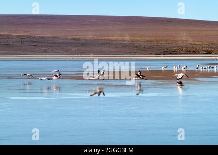 Im Laguna Collpa See im Reserva Nacional de Fauna Andina Eduardo Avaroa Schutzgebiet, Bolivien, leben viele Flamingos Stockfoto