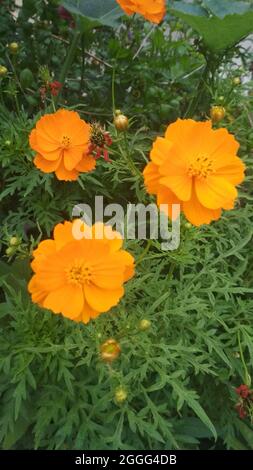 Vertikale Aufnahme von Schwefel-Kosmos-Blumen, die bei Tageslicht in einem Garten blühen Stockfoto