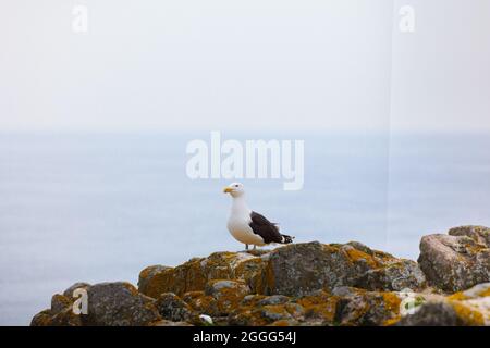 puffin steht auf einer Felsklippe. Fratercula arctica Stockfoto