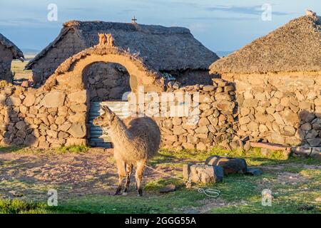 Kleine Siedlung mit einem lama in der Nähe von Puno, Peru Stockfoto