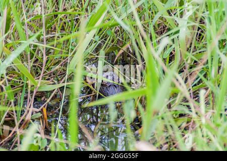 Caiman in einem grasbewachsenen Gebiet am Fluss Yacuma, Bolivien Stockfoto