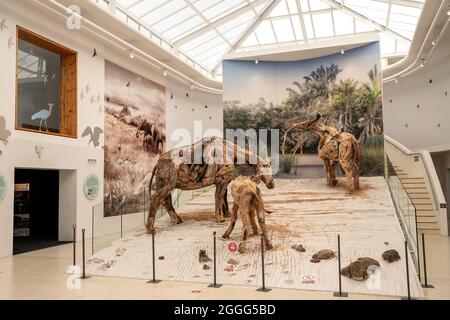 Langebaanweg, Südafrika. August 2021. Das am 31. August 2021 aufgenommene Foto zeigt Exponate im West Coast Fossil Park in Langebaanweg, Südafrika. Der Park verfügt über gut erhaltene fossile Faunenreste, die auf etwa 5.2 Millionen Jahre zurückdatieren. Quelle: Lyu Tianran/Xinhua/Alamy Live News Stockfoto