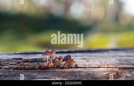 Die Gruppe der kleinen braunen Pilze, die auf dem alten Holz wachsen Stockfoto