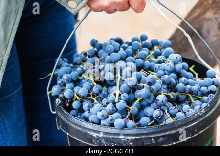 Unschärfe-Frau mit Eimer aus blauer Traube. Rotweintrauben auf Weinreben im Weinberg, Nahaufnahme. Winzer Trauben Ernten. Nicht fokussiert. Stockfoto