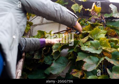 Unschärfe Frau Schneiden Trauben. Rotweintrauben auf Weinreben im Weinberg, Nahaufnahme Winemaker Trauben ernten. Weibliche Hände schneiden Trauben während der c Stockfoto