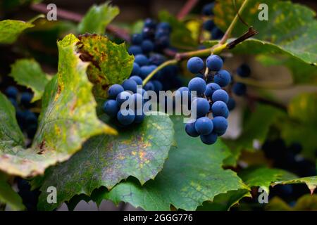 Defokussieren Sie reife Trauben. Ein Bund reifer blauer Trauben in Nahaufnahme. Trockene grüne gelbe Blätter. Weinlese im Weinberg. Natürlicher Hintergrund. Nicht fokussiert. Stockfoto