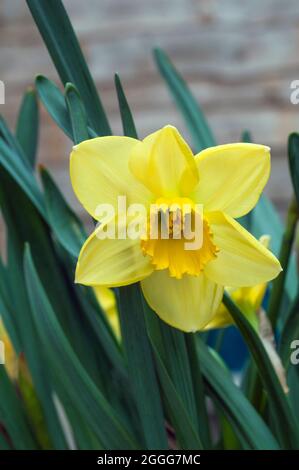 Nahaufnahme der Narcissus Pipit im Frühjahr. Narcissus Pipit ist eine Zitrone und gelbe Division 7Jonquilla Narzissen die Tassen können zu Creme verblassen, während sie reift Stockfoto