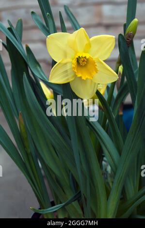 Nahaufnahme der Narcissus Pipit im Frühjahr. Narcissus Pipit ist eine Zitrone und gelbe Division 7Jonquilla Narzissen die Tassen können zu Creme verblassen, während sie reift Stockfoto