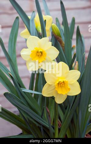 Nahaufnahme der Narcissus Pipit im Frühjahr. Narcissus Pipit ist eine Zitrone und gelbe Division 7Jonquilla Narzissen die Tassen können zu Creme verblassen, während sie reift Stockfoto