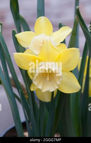 Nahaufnahme der Narcissus Pipit im Frühjahr. Narcissus Pipit ist eine Zitrone und gelbe Division 7Jonquilla Narzissen die Tassen können zu Creme verblassen, während sie reift Stockfoto