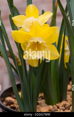 Nahaufnahme der Narcissus Pipit im Frühjahr. Narcissus Pipit ist eine Zitrone und gelbe Division 7Jonquilla Narzissen die Tassen können zu Creme verblassen, während sie reift Stockfoto