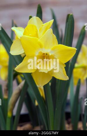 Nahaufnahme der Narcissus Pipit im Frühjahr. Narcissus Pipit ist eine Zitrone und gelbe Division 7Jonquilla Narzissen die Tassen können zu Creme verblassen, während sie reift Stockfoto