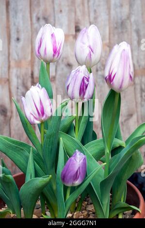 Gruppe von tulipa Flaming Flag. Eine einzelne halbfrühlingsblühende, zweifarbige violette und weiße Tulpe, die zur Triumphgruppe der Tulpen der Division 3 gehört Stockfoto