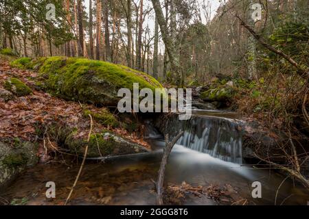 Kleiner Gebirgsbach, der zwischen Felsen und Bäumen fließt, bedeckt mit Unkraut, abgefallenen Blättern und Moos