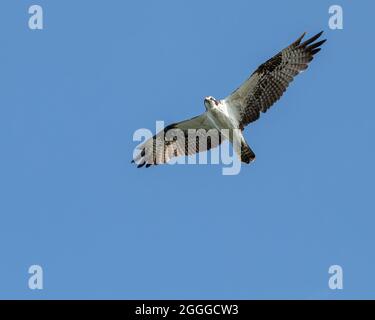 Ein Fischadler im Flug gegen den klaren blauen Himmel und blickt auf die Kamera. Stockfoto