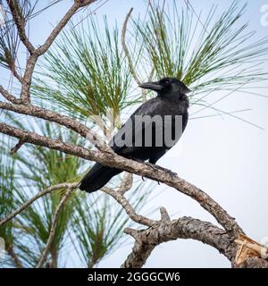 Eine amerikanische Krähe, die auf Kiefern im lokalen Nationalpark thront. Stockfoto