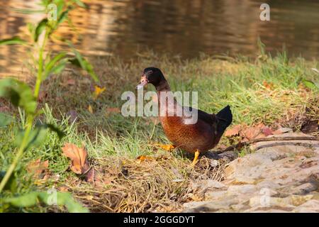 Bunte Ente, die an einem sonnigen Tag auf Gras läuft Stockfoto