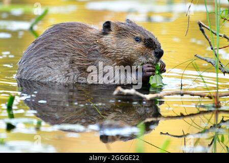 Ein wilder Biber Castor canadensis', der sich auf grünen Seerosen in einem flachen sumpfigen Gebiet eines Teiches im ländlichen Alberta, Kanada, ernährt Stockfoto