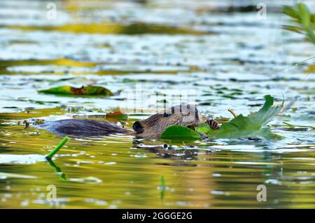 Ein wilder Biber Castor canadensis', der sich auf grünen Seerosen in einem flachen sumpfigen Gebiet eines Teiches im ländlichen Alberta, Kanada, ernährt Stockfoto