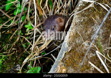 Ein wilder Nerz „Mustela vison“, der aus einem Baumstamm im ländlichen Alberta, Kanada, herausguckt Stockfoto