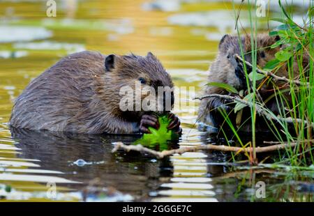 Zwei Biber „Castor canadensis“, die sich auf Seerosen am Rande eines flachen Sumpfgebiets in ihrem Biberteich im ländlichen Alberta, Kanada, ernähren. Stockfoto